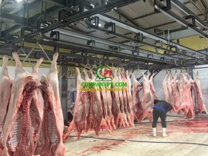 máy vặt lông heo