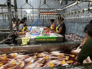 dây chuyền giết mổ gà vịt