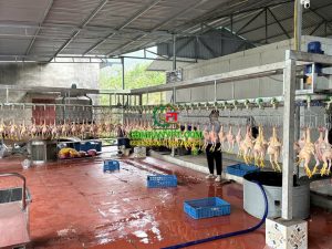 dây chuyền giết mổ gà vịt