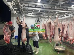 máy giết mổ heo