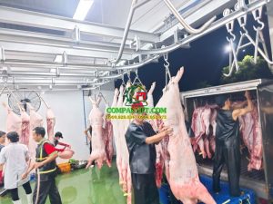 máy giết mổ heo