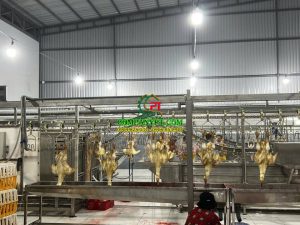 dây chuyền giết mổ vịt