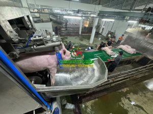NHÀ MÁY GIẾT MỔ GIA SÚC XUÂN THỚI THƯỢNG