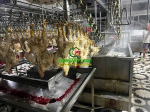 CƠ SỞ GIẾT MỔ GIA CẦM NGUYỄN VĂN QUANG - DĨ AN, BÌNH DƯƠNG