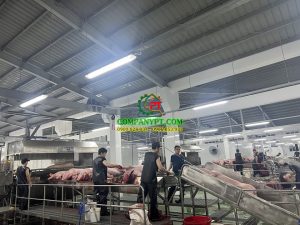 NHÀ MÁY GIẾT MỔ GIA SÚC XUÂN THỚI THƯỢNG