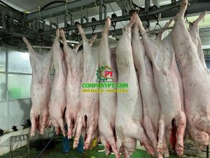 NHÀ MÁY GIẾT MỔ GIA SÚC BAF VIỆT NAM