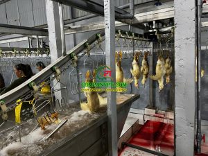 dây chuyền giết mổ gà vịt