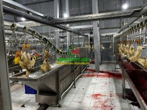 dây chuyền giết mổ gà vịt