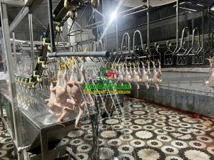 máy giết mổ gà công nghiệp