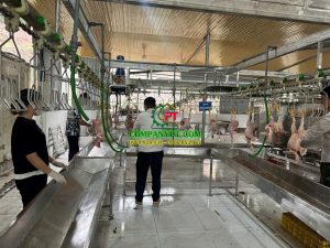 dây chuyền giết mổ gà vịt