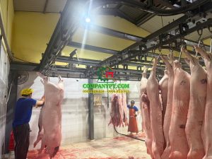 máy vặt lông heo