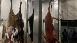 dây chuyền giết mổ bò công nghiệp